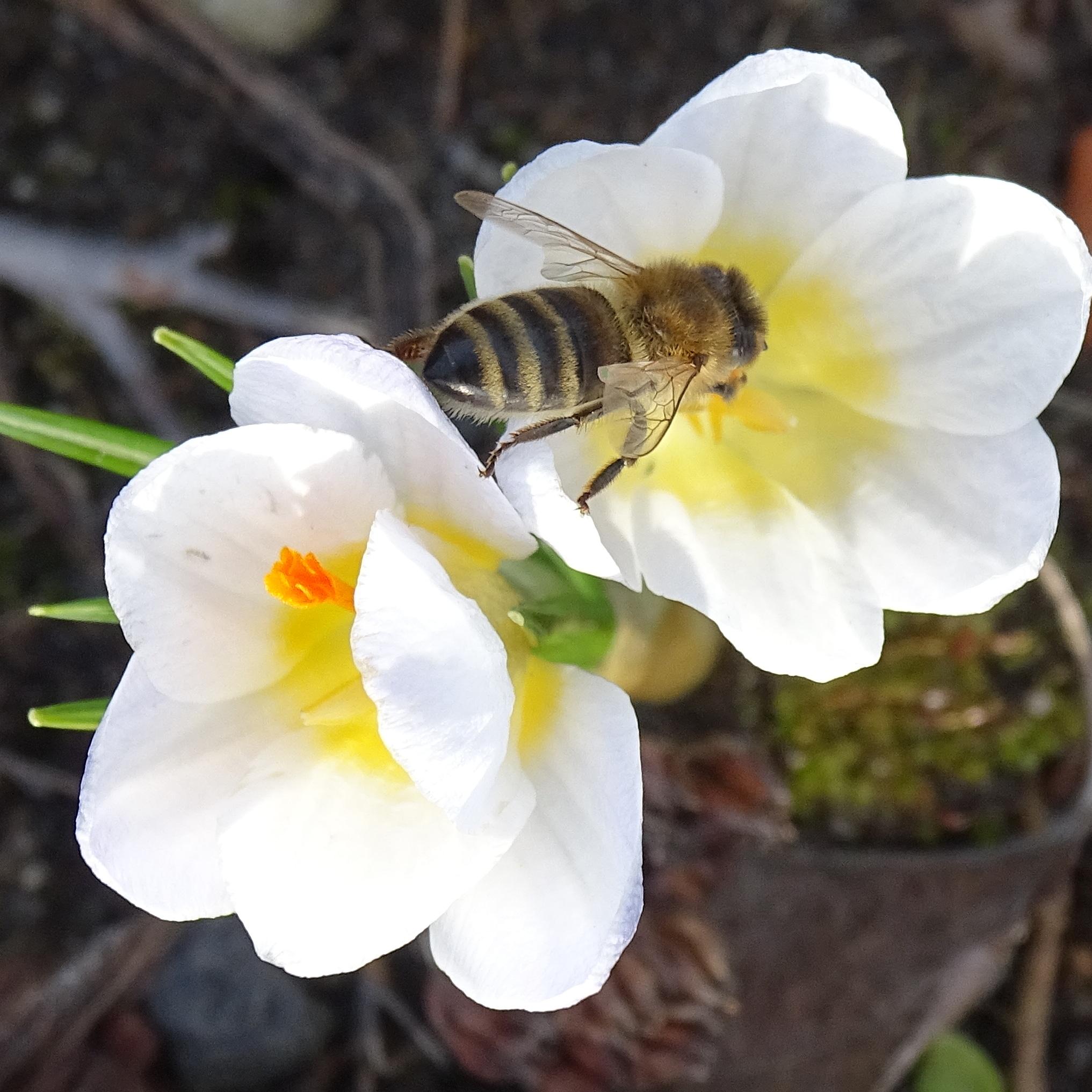 krokusy i pszczoła